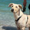 ARIEL - 6 mesi (nata indicativamente il 4 Febbraio 2025) - Simil Labrador  - Taglia: Grande - Carattere: Affettuosa, Socievole, Giocherellona Foto 5